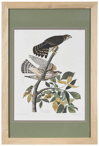 JOHN JAMES AUDUBON(New York, 1785-1851)

Pigeon