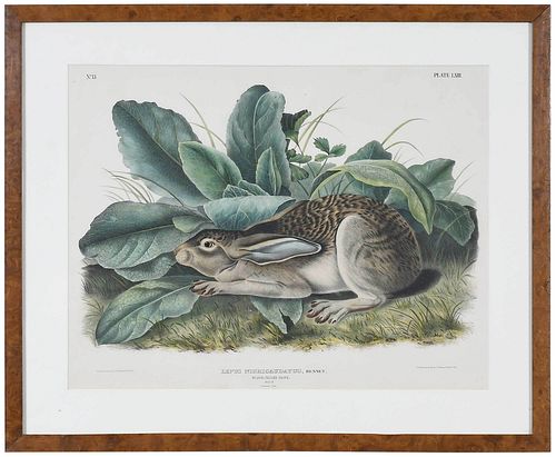 JOHN JAMES AUDUBON(New York, 1785-1851)

Black-Tailed