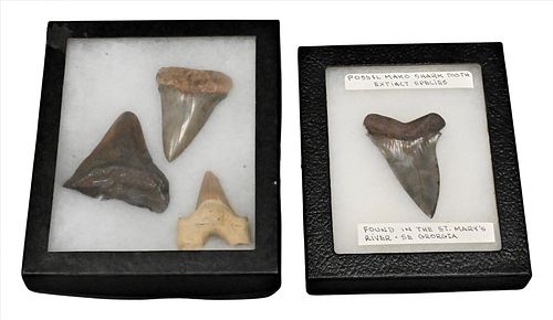 GROUP OF FOUR SHARK TEETH FOSSILSGroup 3767de