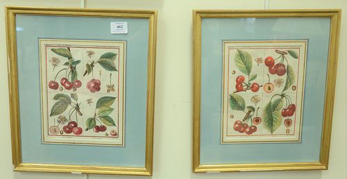 SIX BOTANICAL FRUIT ENGRAVINGS,