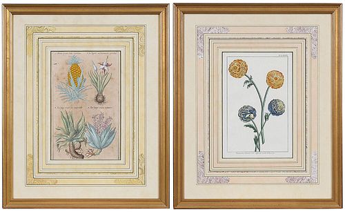 TWO CONTINENTAL BOTANICAL PRINTS(17th