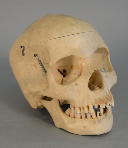 HUMAN SKULL WITH ARTICULATING JAW