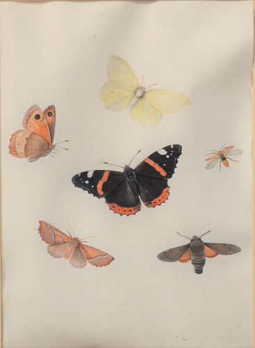 PIETER WITHOOS 1654 1693 BUTTERFLY  37ad24