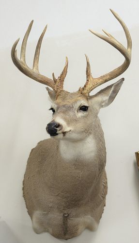 PAIR OF SHOULDER MOUNTED WHITETAIL 37ae26