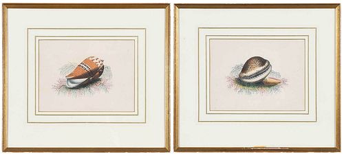 TWO CONCHOLOGICAL ENGRAVINGS, FRAMED(19th