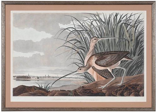 JOHN JAMES AUDUBON(New York, 1785-1851)

Long-billed