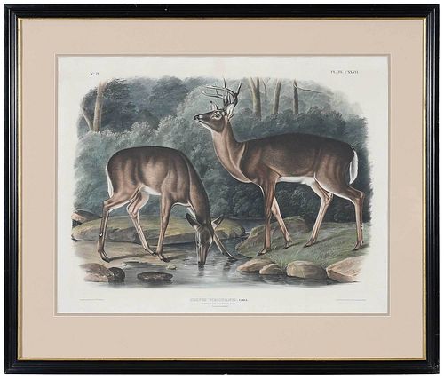 JOHN JAMES AUDUBON New York 1785 1851 Cervus 3796c9