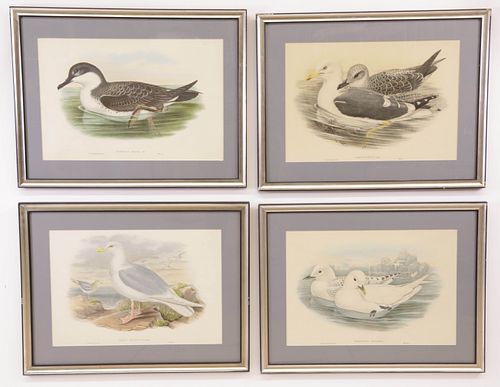 FOUR JOHN GOULD COLORED LITHOGRAPHS