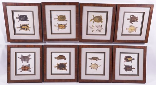 GROUP OF EIGHT PRINTS OF TURTLES