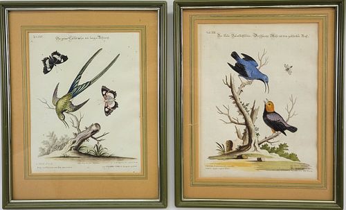ANTIQUE HAND COLORED BIRD ENGRAVINGS  37c58a