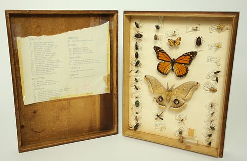 COLLECTION OF THIRTY SEVEN BUTTERFLY 37c69a