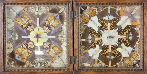 BOX COLLECTION OF BUTTERFLIES AND 37cbb9