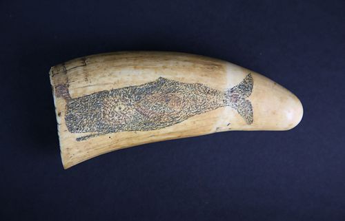 SCRIMSHAWED ANTIQUE SPERM WHALE