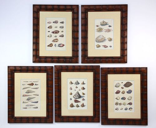 SET OF FIVE FRAMED SEASHELL ENGRAVINGS,