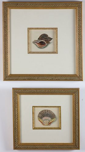 TWO FRAMED SHELL PRINTS OF SCALLOP