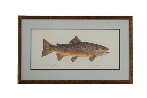 EILEEN KLATT BROWN TROUT SALMO 37b8e8