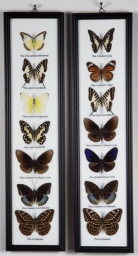 PAIR OF MOUNTED AND FRAMED EXOTIC
