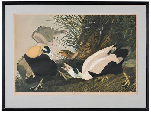 AFTER JOHN JAMES AUDUBON New York  37bcbe