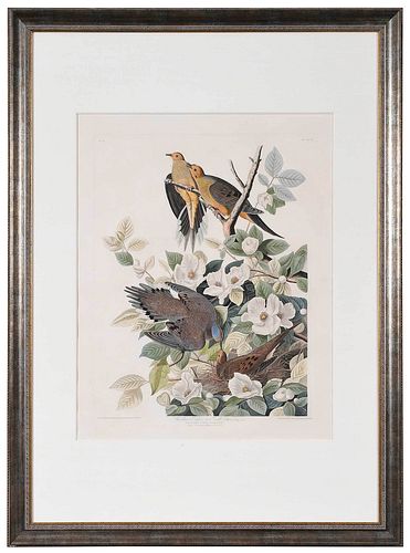 JOHN JAMES AUDUBON(New York, 1785-1851)

Carolina