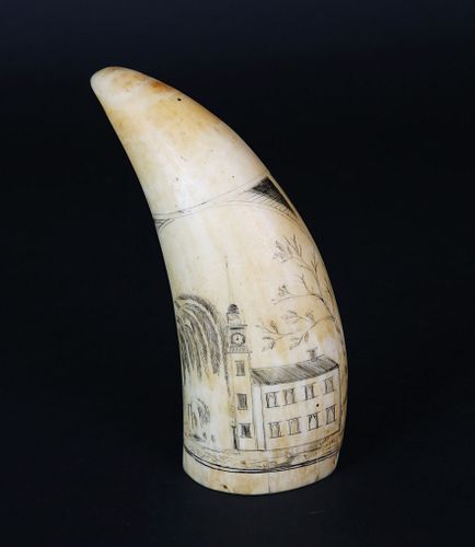 FINE SCRIMSHAW SPERM WHALE TOOTH  37be0c