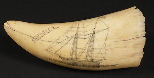 AMERICAN SCRIMSHAWED SPERM WHALE