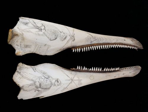 PAIR OF SCRIMSHAW PORPOISE JAWBONES  37ed24