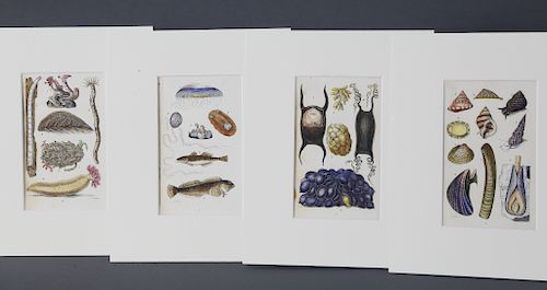 FOUR MATTED SHELL AND CORAL LITHOGRAPHS  37fb63