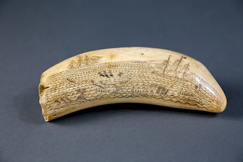 WHALEMAN SCRIMSHAW SPERM WHALE TOOTHWHALEMAN