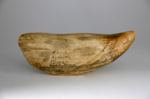 WHALEMAN SCRIMSHAWED SPERM WHALE