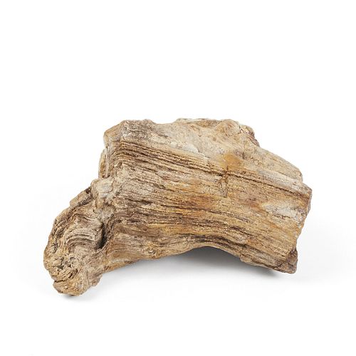 PETRIFIED WOOD LOG OR BRANCHSmall 37fe78