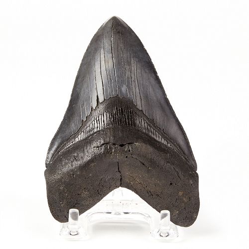 MEGALODON TOOTH NORTH CAROLINA 37fe77