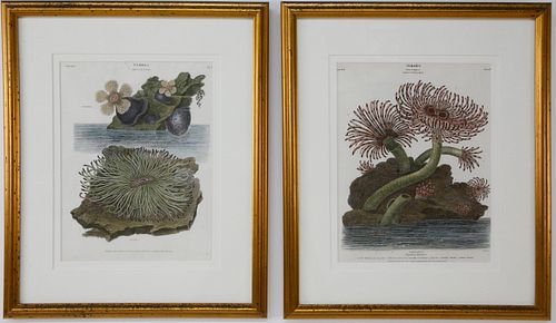 TWO HAND COLORED LITHOGRAPHS OF 37ddbb