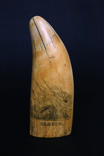 LARGE SCRIMSHAW POLYCHROME SPERM 37deff