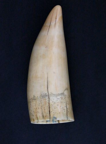 TWO SIDED SCRIMSHAW ANTIQUE SPERM 37df65