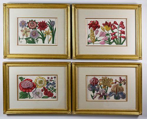 SET OF FOUR BOTANICAL ENGRAVINGS,