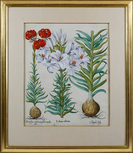 AFTER BASILIUS BESLER HAND COLORED ENGRAVING,