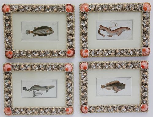 SET OF 4 COQUILLAGE FRAMED 18TH 37e09e