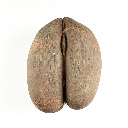 A VINTAGE COCO DE MER FERTILITY NUT,