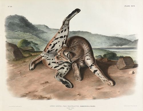 JOHN JAMES AUDUBON AMERICAN 1785 1851  3811ca