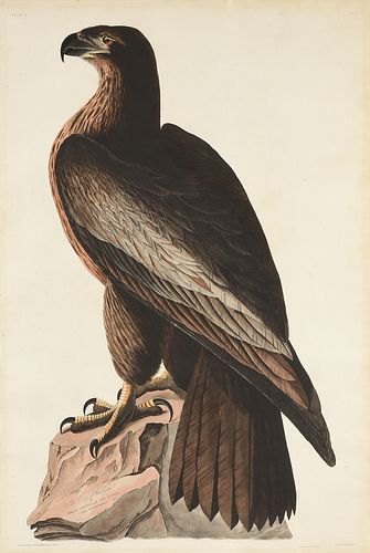 AFTER JOHN JAMES AUDUBON (AMERICAN