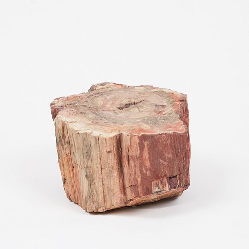 LARGE PETRIFIED WOOD SLABLarge 38137c