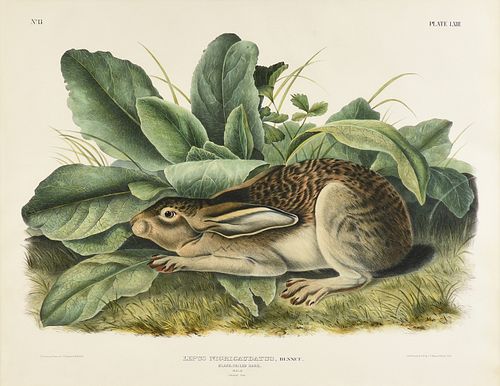 JOHN JAMES AUDUBON AMERICAN 1785 1851  38147d