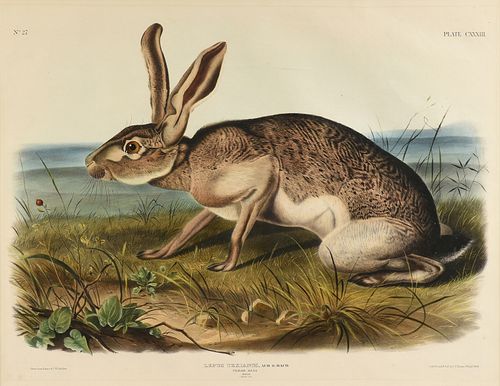 JOHN WOODHOUSE AUDUBON (AMERICAN