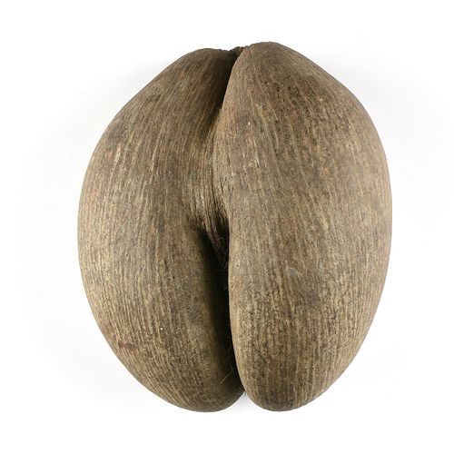 A VINTAGE COCO DE MER FERTILITY NUT,