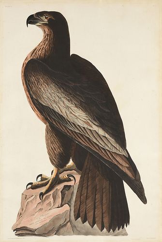 AFTER JOHN JAMES AUDUBON AMERICAN 3816e2