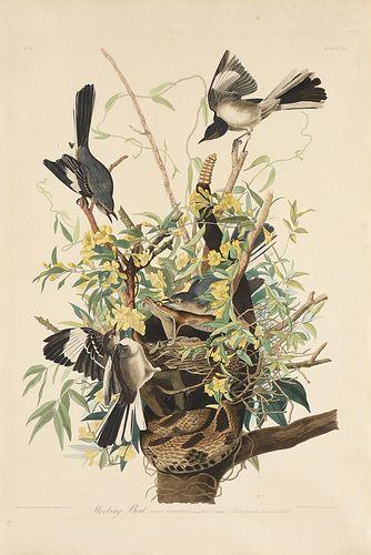 JOHN JAMES AUDUBON (AMERICAN 1785-1851)