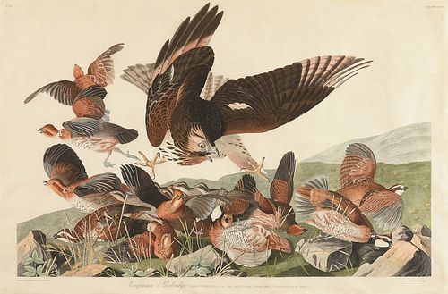 JOHN JAMES AUDUBON AMERICAN 1785 1851  381839