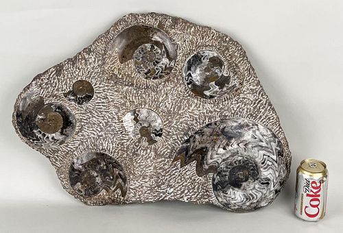 LARGE NATURAL FOSSIL AMMONITE CLUSTERimpressive 38243d