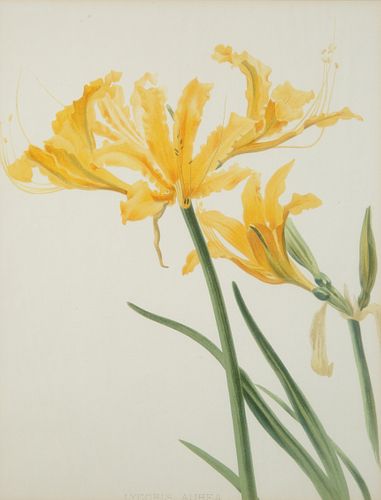 A BOTANICAL WATERCOLOR, LATE 19TH-EARLY
