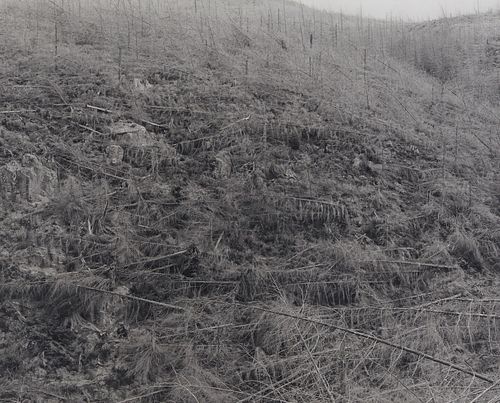 FRANK GOHLKE "YOUNG TREES KILLED